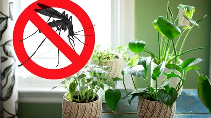 Planta banală care te scapă de ţânţari. Ţine-o la geam sau chiar în grădină!