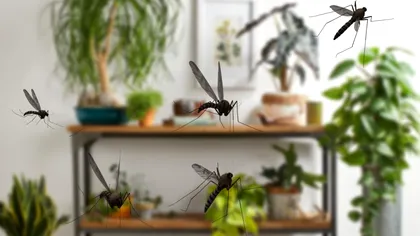 Planta de interior care ține țânțarii la distanță. Nu te vor mai deranja niciodată