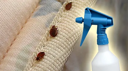 Remediul ideal pentru a scăpa de ploșnițele de pat. Ce trebuie să faci