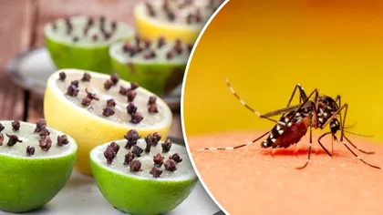 Remediul natural care ține țânțarii la distanță. Nu te vor mai ciupi în lunile călduroase