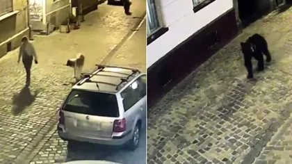 Panică imensă în centrul Brașovului după ce un urs a început să urmărească o femeie care își plimba câinele