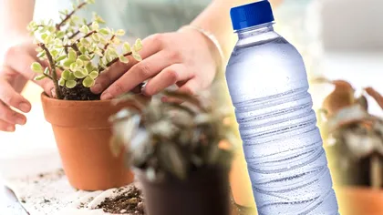 A pus apă minerală în pământul plantelor și a descoperit un truc fantastic. Ce s-a întâmplat în câteva zile