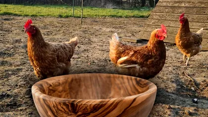 Alimentul pe care să-l dai la găini dacă vrei să facă multe ouă. Trucul experților funcționează negreșit