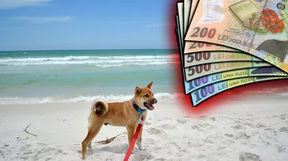 Amenzi colosale pentru românii care își iau câinii pe plajă. Anunțul autorităților