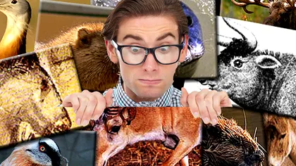 Animalul care poate să dispară din România. Boala care face ravagii în țara noastră, s-a dat alertă