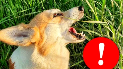 Câinele tău mănâncă iarbă? E periculos, iată ce probleme de sănătate are