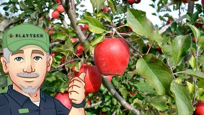 Ce să faci dacă frunzele merilor din livadă se înroşesc sau se răsucesc. Aşa te asiguri că vei culege fructe din belşug