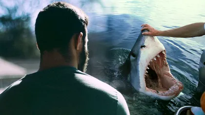 Ce să faci dacă întâlnești un rechin în ocean. Explicația unui expert: ‘Este precum un câine’