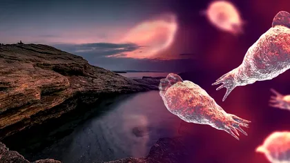 Ce tipuri de amibe se găsesc în Marea Neagră. La ce semne să fii atent pe litoral și cum îți dai seama dacă ai fost infectat