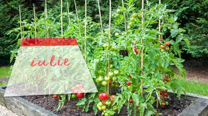 Ce trebuie să faci cu roşiile la final de iulie pentru o recoltă mai bogată ca niciodată. Aşa vor rodi până toamna târziu