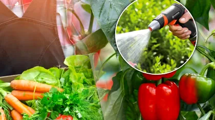 Cu ce să stropeşti ardeii din grădină la final de iulie, început de august. Aşa vor rodi până toamna târziu