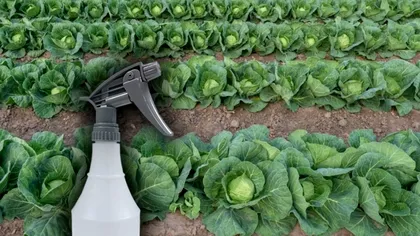 Cu ce să uzi varza în luna august ca să ai o recoltă bogată. Trucul genial care îți salvează grădina