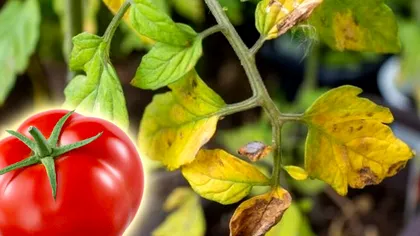 Cum scapi de frunzele galbene de la roșii, de fapt. Trucul grădinarilor pentru o problemă sâcâitoare