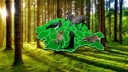 Imagini spectaculoase cu un animal extrem de rar care a fost văzut în România. A ajuns în Munții Apuseni