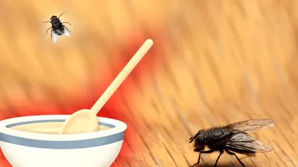 Ingredientul care te scapă de muşte. Lasă-l la ferestre sau pe masa din curte!
