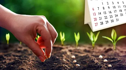 Legumele care se plantează în iulie și august. Ce răsaduri să pui în grădină, secretul experților