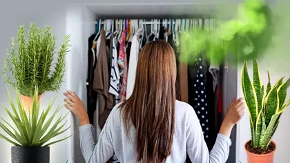 Planta care te scapă de mirosul de mucegai din dulap. Costă 3 lei și e foarte eficientă