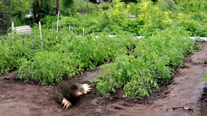 Plantele banale care ţin cârtiţele departe de grădina ta. Aşa scapi rapid de ele în mod natural