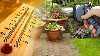 Plantele din grădina ta care rezistă la caniculă. Ce este bine să ai vara în curtea ta