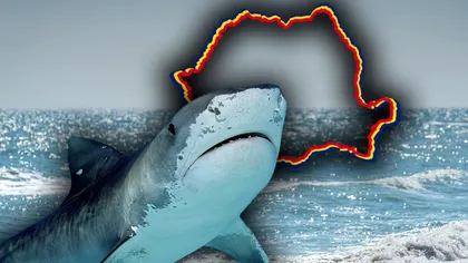 Rechinul care există în Marea Neagră. Cât de periculos este, de fapt