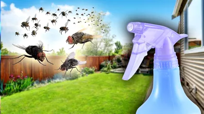 Scapă de muştele din curte cu un ingredient natural. Îl amesteci cu apă şi pulverizezi peste tot