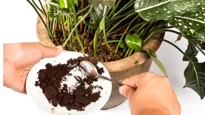 Ce se întâmplă dacă pui zaț de cafea în solul plantelor din ghiveci. Trucul pe care nu-l poți rata