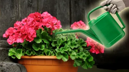 Cu ce să uzi mușcatele ca să înflorească mai repede. Secretul celor mai iscusiți grădinari