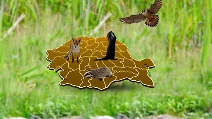 În România se găsește unul dintre cele mai rare animale de pe planetă. Mai există doar câteva exemplare