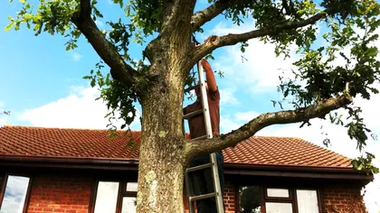 Copacul care nu are ce căuta lângă casa ta. Mulţi români îl plantează în curte, dar e periculos pentru sănătate