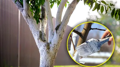 Care sunt pomii care se dau cu var în septembrie, de fapt. Greşeala făcută de mulţi români, aşa se usucă