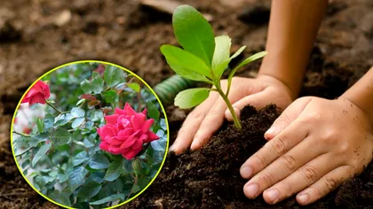 Ce să plantezi lângă trandafiri pentru a-i proteja de insecte. Floarea care îi protejează până toamna