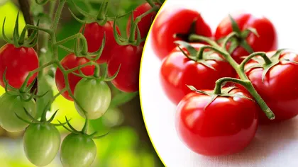 Ce să presari la rădăcina roșiilor ca să fie mai dulci. Ingredientul secret pentru o recoltă gustoasă