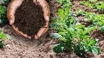 Ce să pui în pământ după cartofi pentru a preveni dezvoltarea bolilor și dăunătorilor. Sfaturi de la grădinari