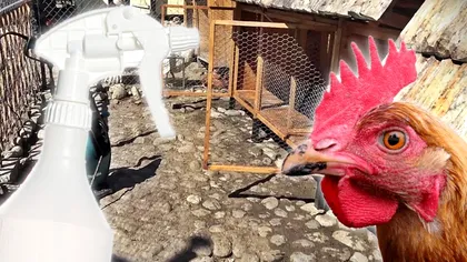 Cu ce să stropești cotețul găinilor ca să scapi de păduchi. Amestecul natural care rezolvă rapid această problemă
