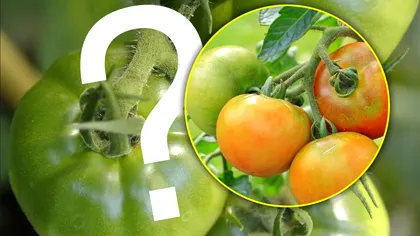 De ce nu se coc roșiile, de fapt. Greșeala uriașă pe care o fac mulți. De asta rămân verzi