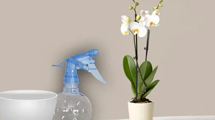 Amestecul banal care face orhideele să aibă lăstari. Aşa vor fi ca cele din florării