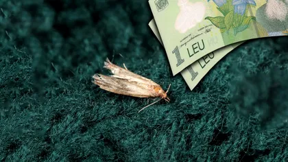 Ingredientul de numai 2 lei care te scapă de moliile din șifonier. Toată lumea îl are în bucătărie