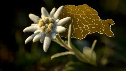 Locul neobişnuit din România în care a fost văzută floarea de colț. Specialiştii sunt surprinşi