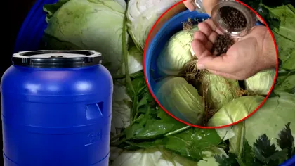 Nu mai pune acest condiment în butoiul cu varză murată. Îi distruge tot gustul, nu va mai fi bună la iarnă