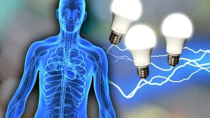 Organul uman care produce 20 de wați de electricitate. Poate alimenta câteva becuri LED de putere mică