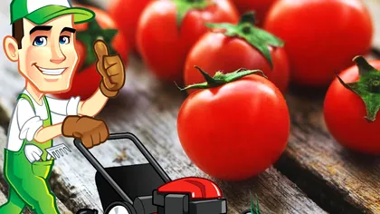 Singurul soi de roşii care rezistă la secetă. Vei avea o recoltă bogată şi super gustoasă