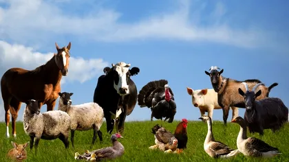 Animalul pe care românii nu vor mai avea voie să îl crească în curte pentru a-l vinde. Legea care schimbă tot