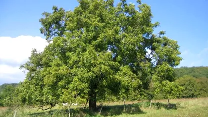 Care este cel mai periculos copac din România. Să nu stai niciodată sub el când e caniculă