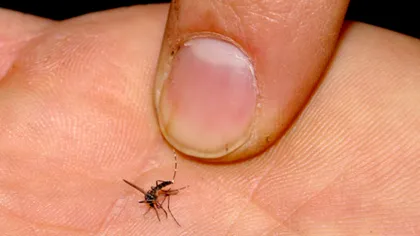 Trei români, morți după ce au fost mușcați de țânțari. Virusul care crește numărul deceselor survenite în timpul verii