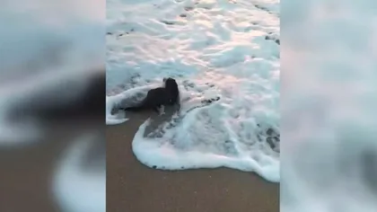 Apariție bizară pe plaja de la Eforie Nord. Turiștii au înlemnit când au văzut: ”Nu este un animal foarte prietenos cu omul“