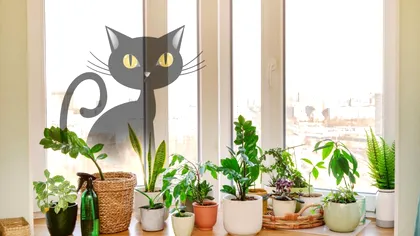 Aruncă aceste flori din casă. Aduc mare ghinion