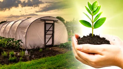 Ce să plantezi toamna în solar pentru ca pământul să fie sănătos în şi moale în primăvară. Secretul agricultorilor cu experienţă