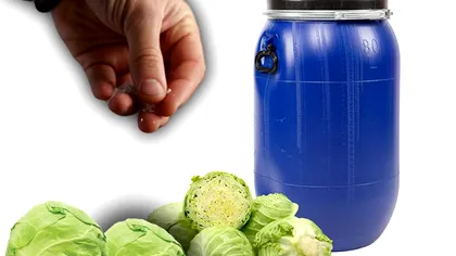 Ce să presari pe fundul butoiului de varză ca să elimini orice miros urât. Aşa procedează gospodinele de zeci de ani