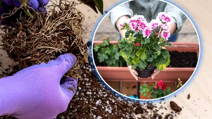 Ce să pui la rădăcinile mușcatelor, ca să înflorească mai repede. Trucul aplicat de grădinarii experți