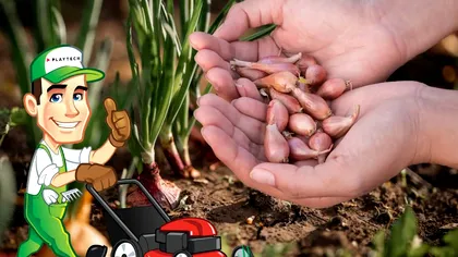 Ce se pune lângă ceapă atunci când o plantezi. Aşa va creşte mare, detaliul care îţi va aduce o recoltă de invidiat